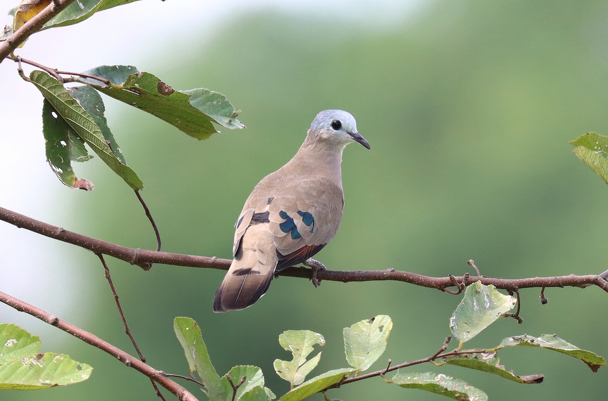 Emerald-spotted Wood-Dove - ML542362401
