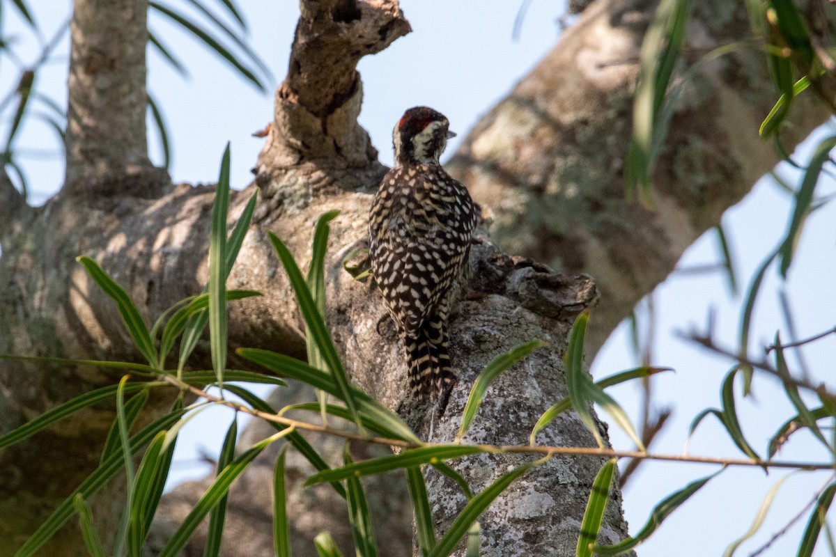 Checkered Woodpecker - Ana Merlo
