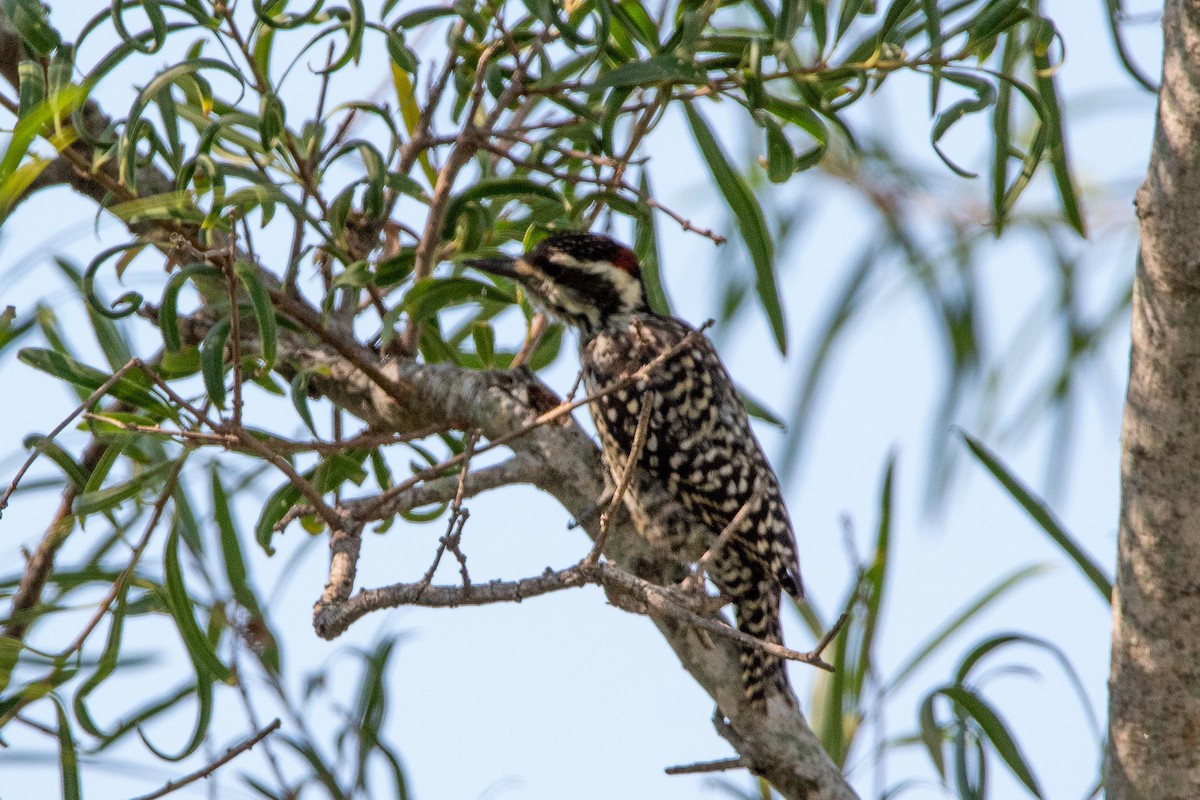 Checkered Woodpecker - Ana Merlo