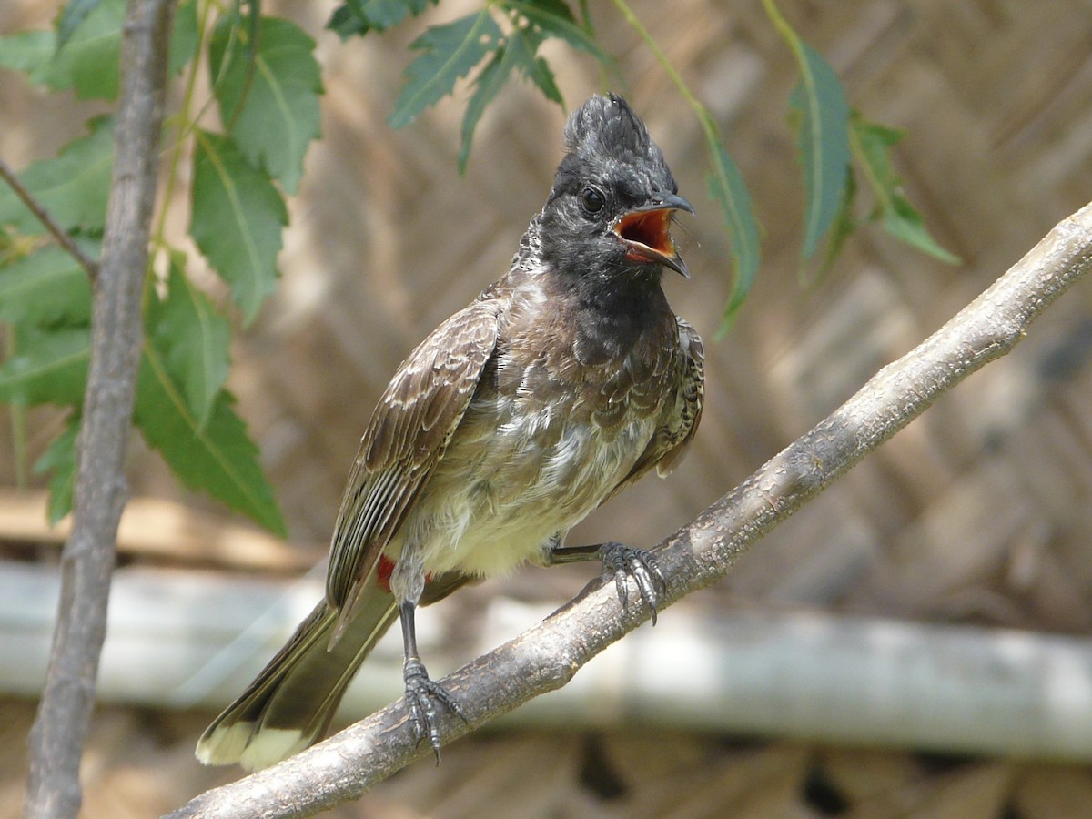 Red-vented Bulbul - ML542371281