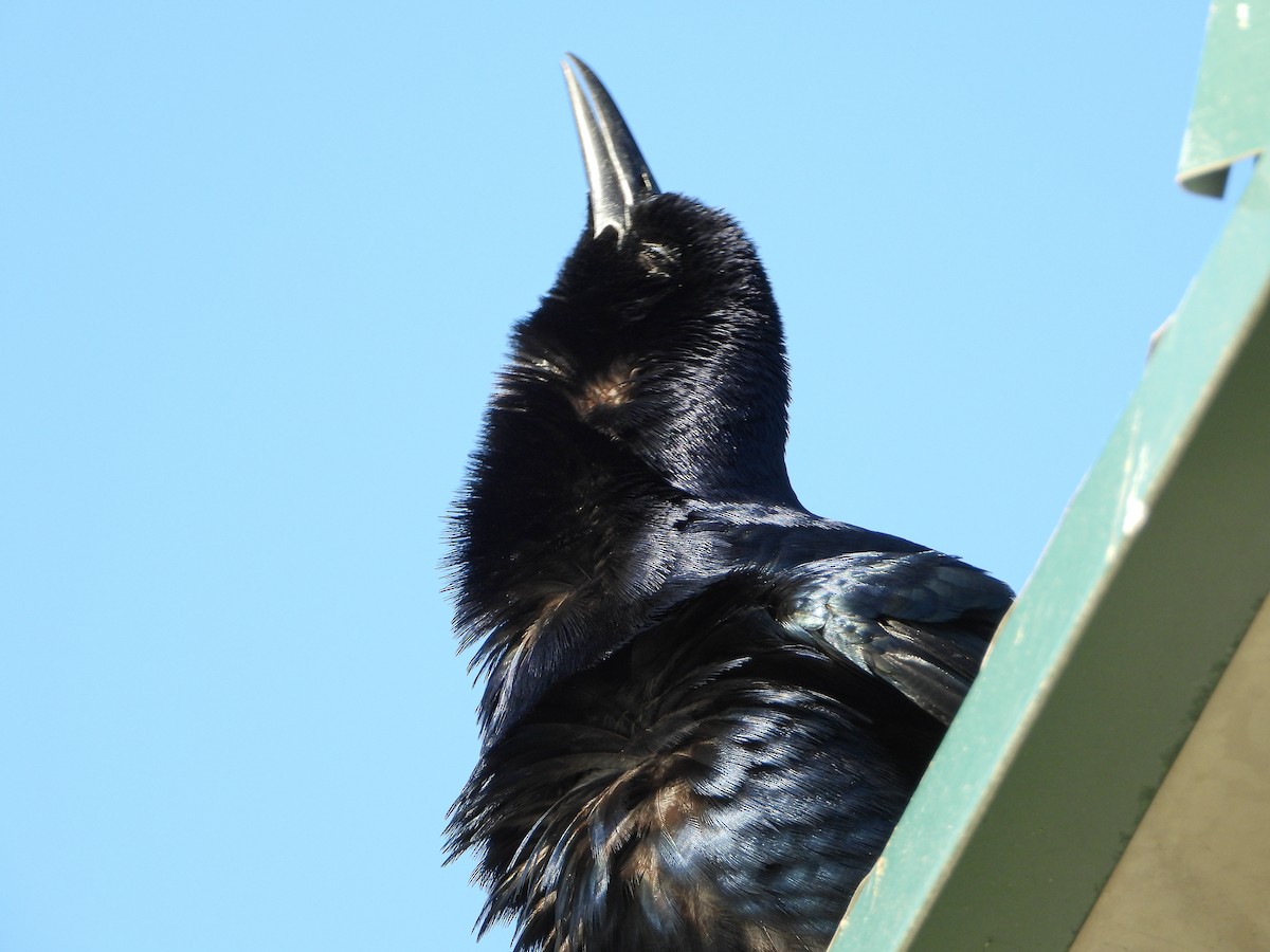 Great-tailed Grackle - ML542372511