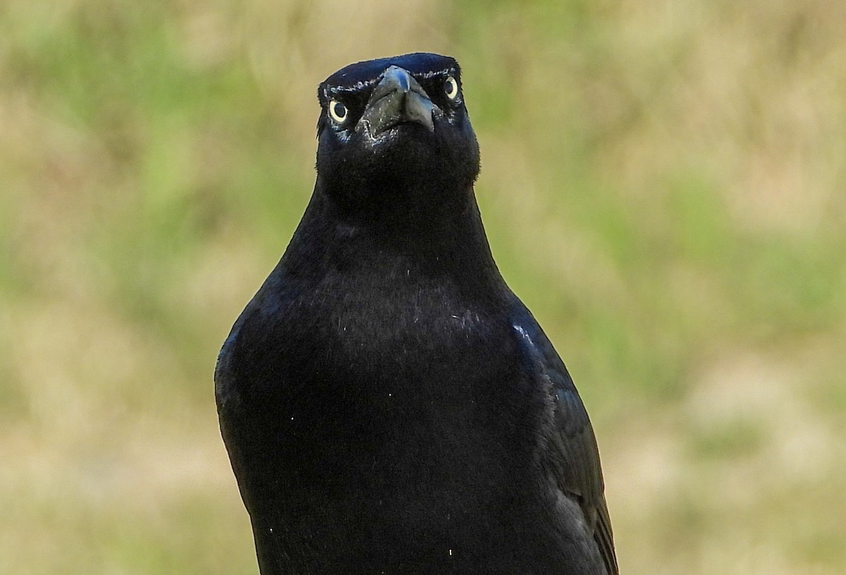 Great-tailed Grackle - ML542372551