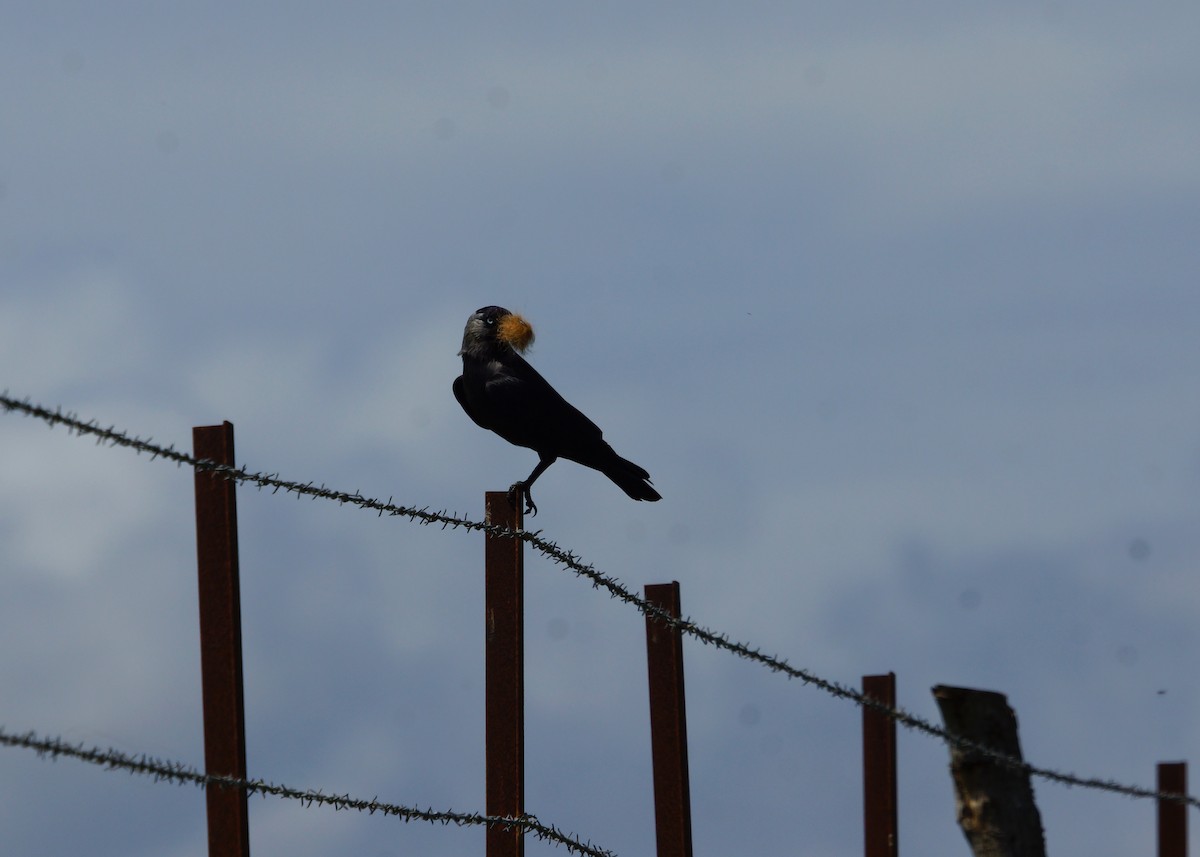 Eurasian Jackdaw - ML542379721