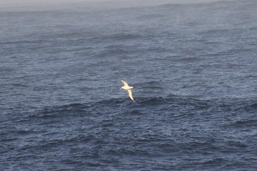 large albatross sp. - Arnold Skei