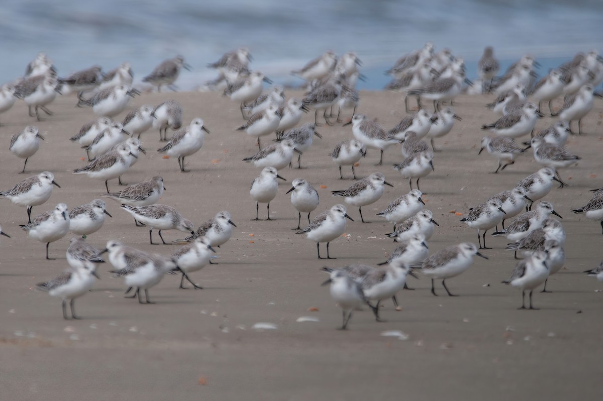 Sanderling - Raphael Kurz -  Aves do Sul