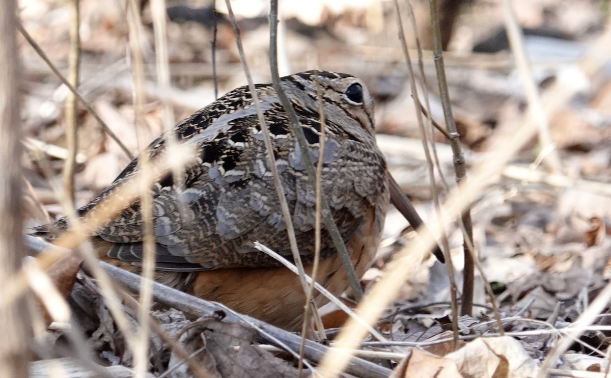 American Woodcock - ML542383971