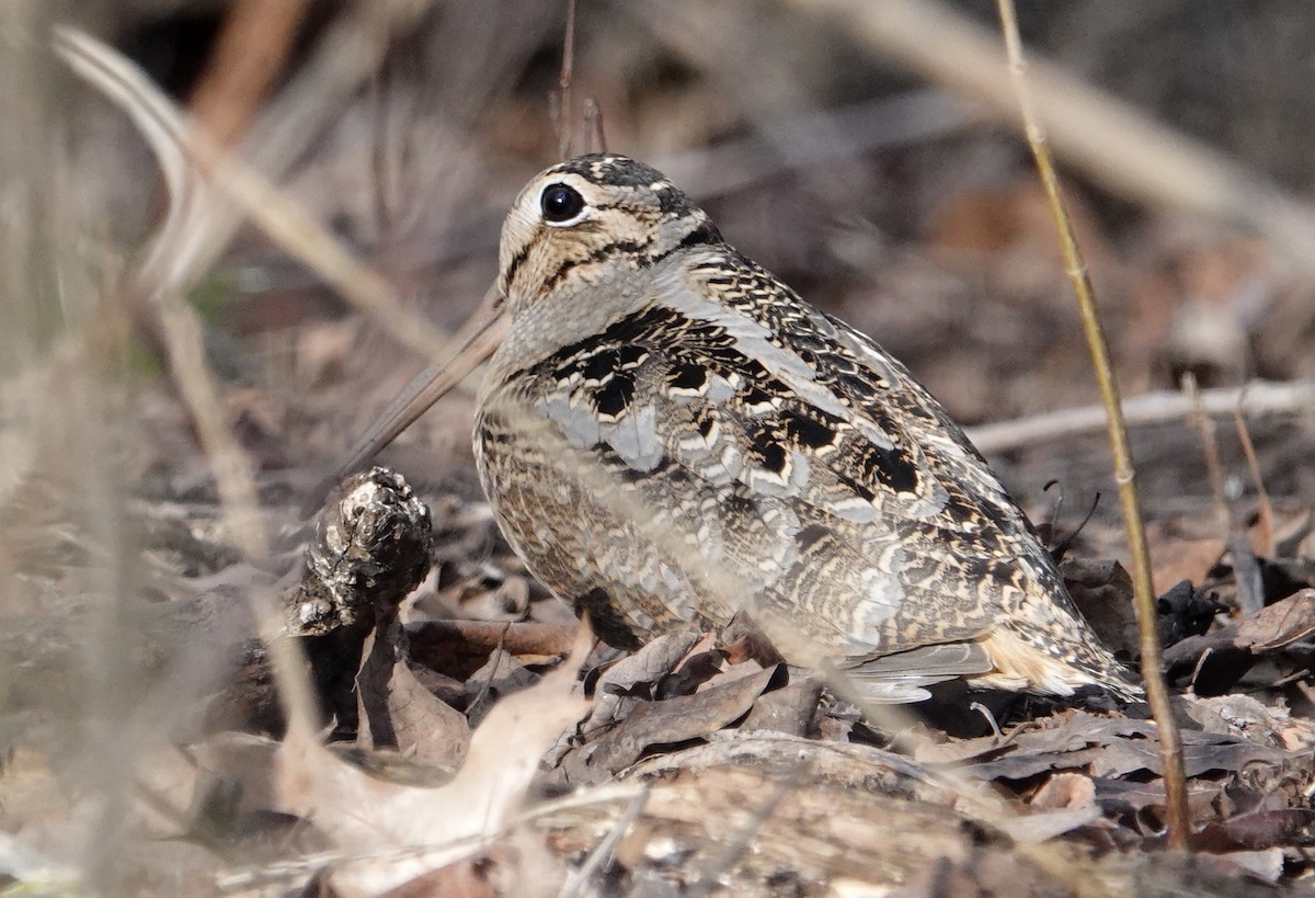 American Woodcock - ML542384051