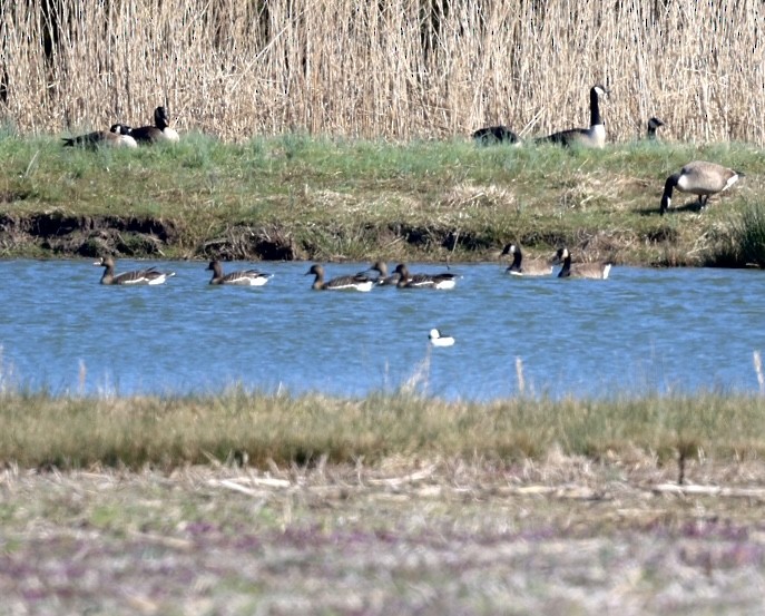 Greater White-fronted Goose - ML542384531