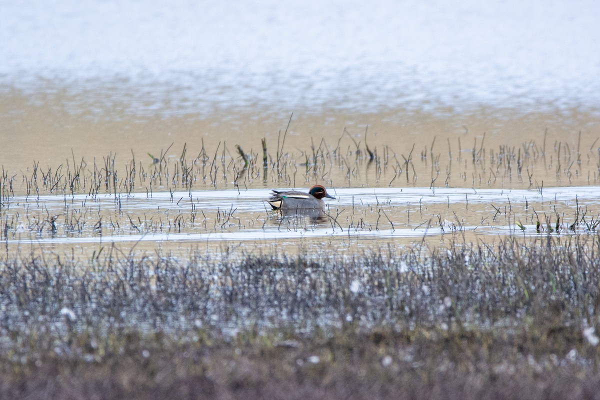Green-winged Teal - ML542385351