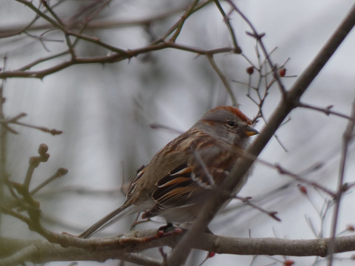 American Tree Sparrow - Elliot Dziedzic