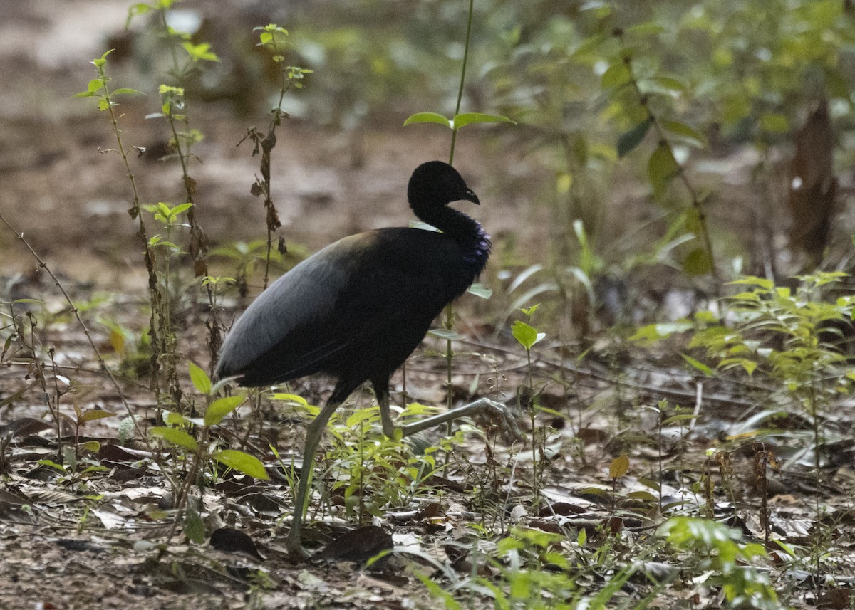 Gray-winged Trumpeter (Gray-winged) - ML542392551