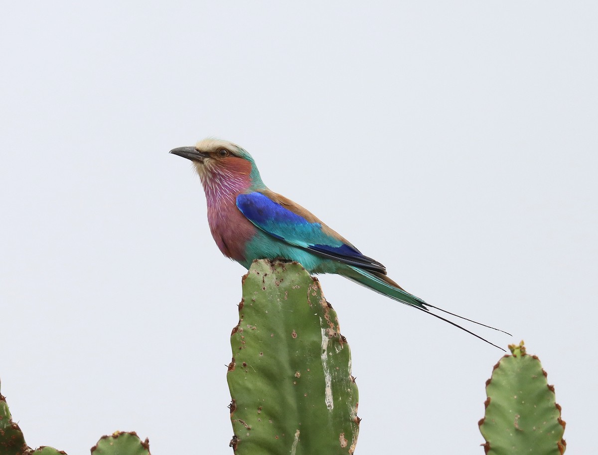 Lilac-breasted Roller - ML542398861
