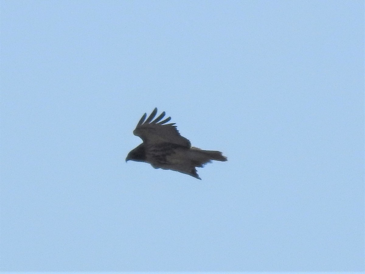 Red-tailed Hawk (abieticola) - ML542401521