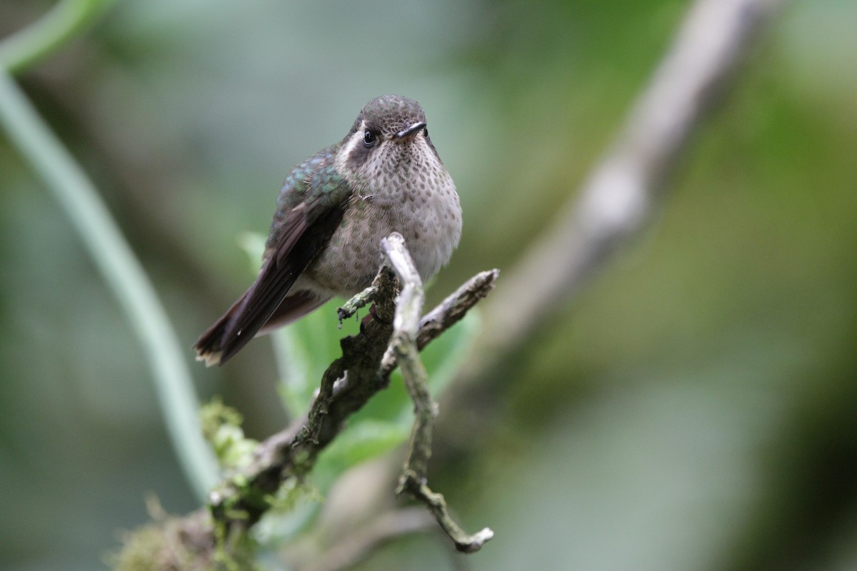 Speckled Hummingbird - ML542402641