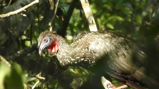 Crested Guan - ML542403901