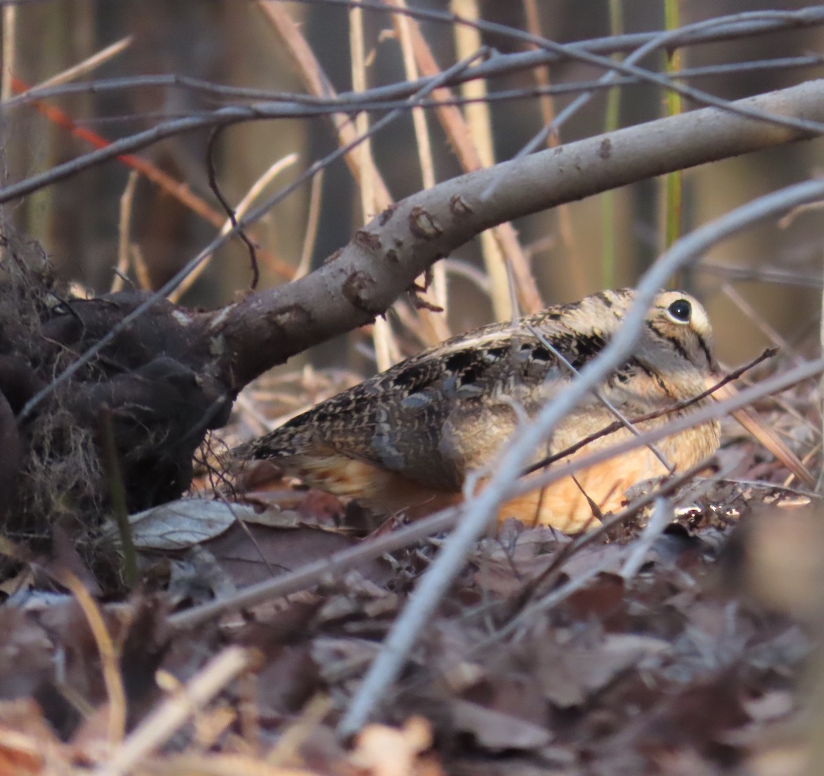 American Woodcock - ML542407711