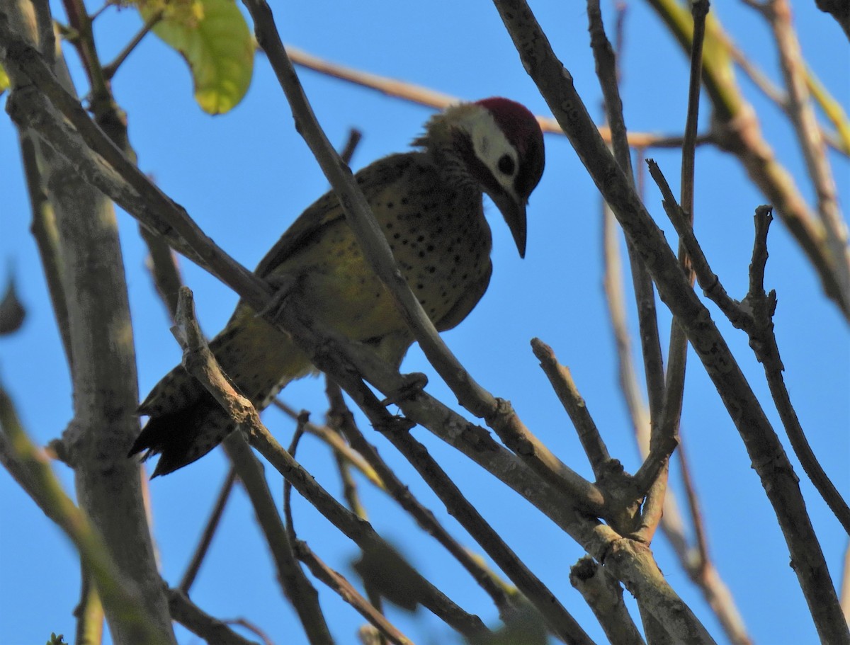 Spot-breasted Woodpecker - ML542416041