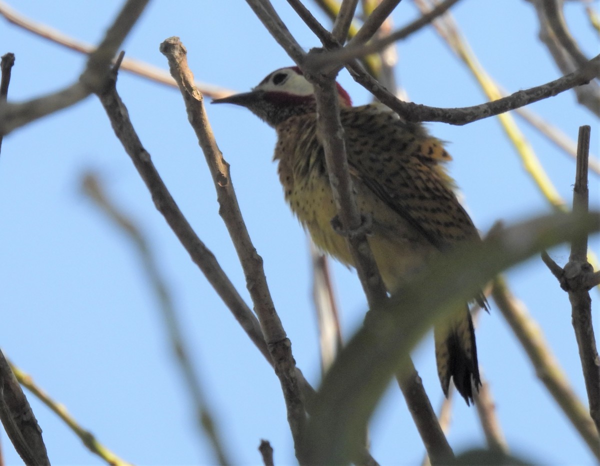 Spot-breasted Woodpecker - ML542416051