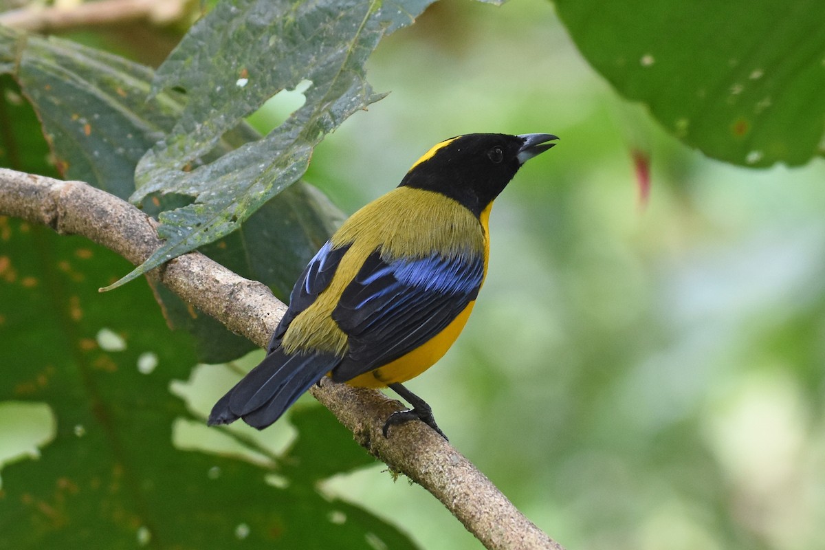 Black-chinned Mountain Tanager - ML542419641