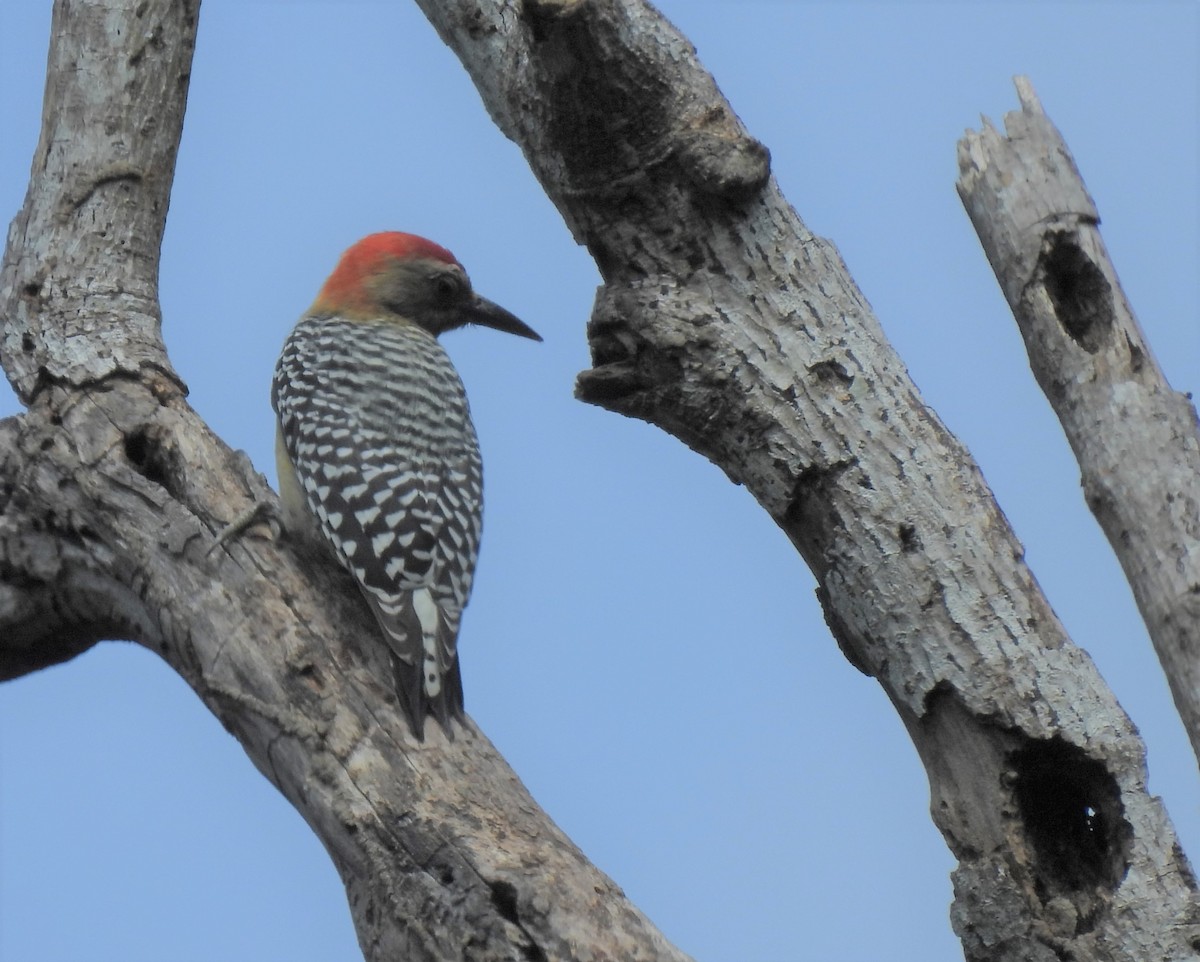 Red-crowned Woodpecker - ML542420201