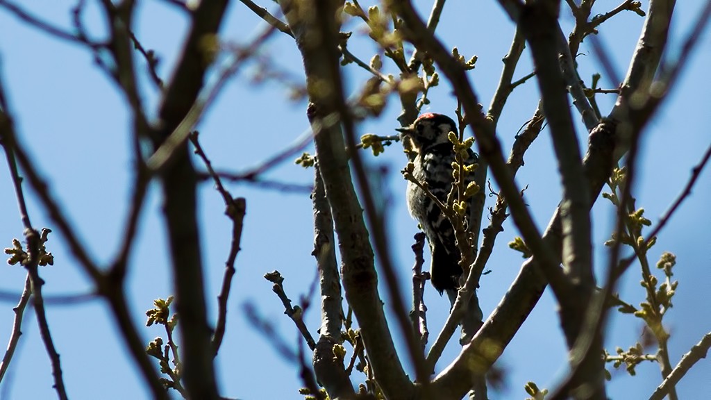 Lesser Spotted Woodpecker - Sezai Goksu