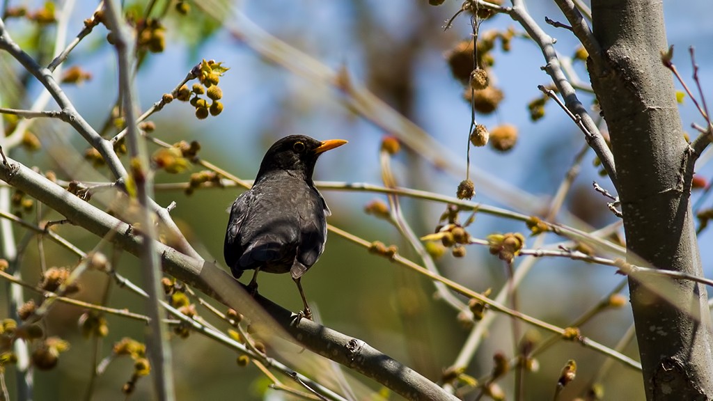 Eurasian Blackbird - Sezai Goksu