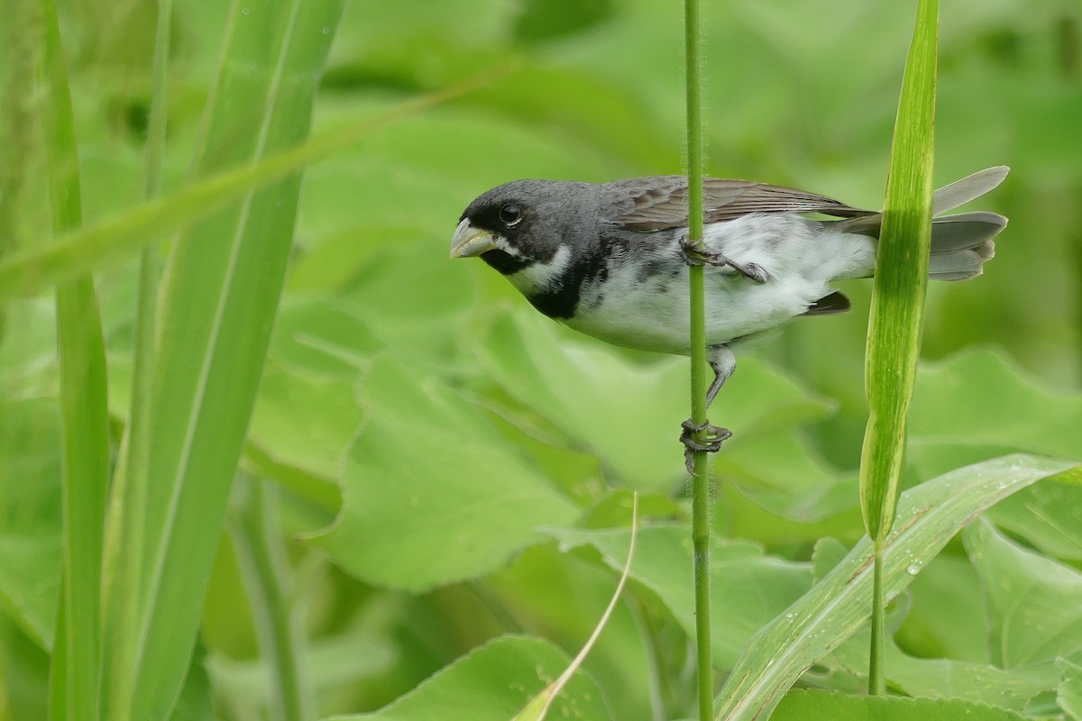 Double-collared Seedeater - ML542425601