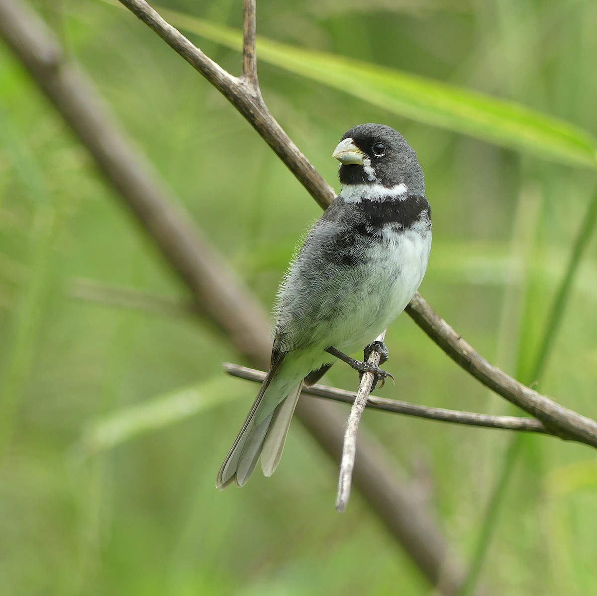 Double-collared Seedeater - ML542425611