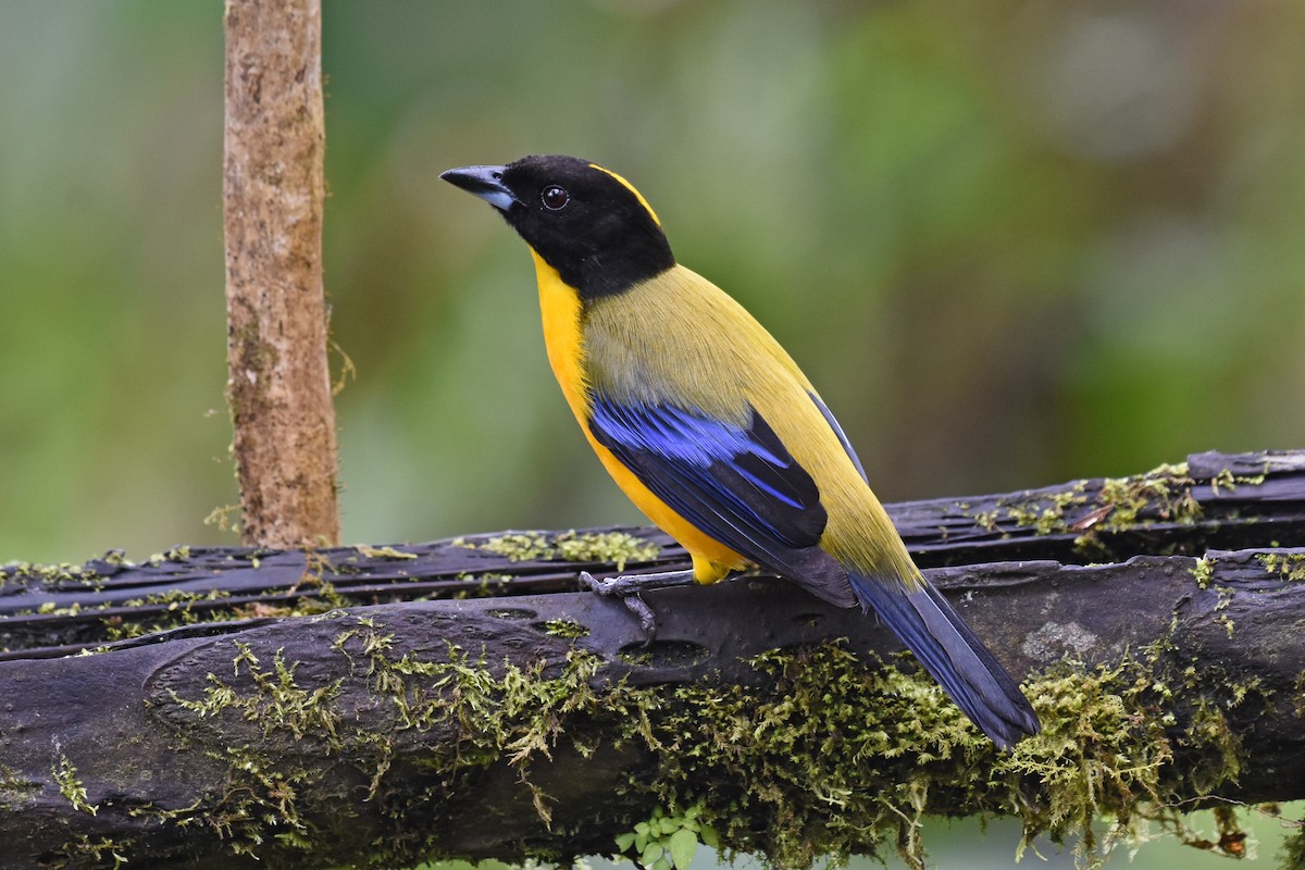 Black-chinned Mountain Tanager - ML542426421