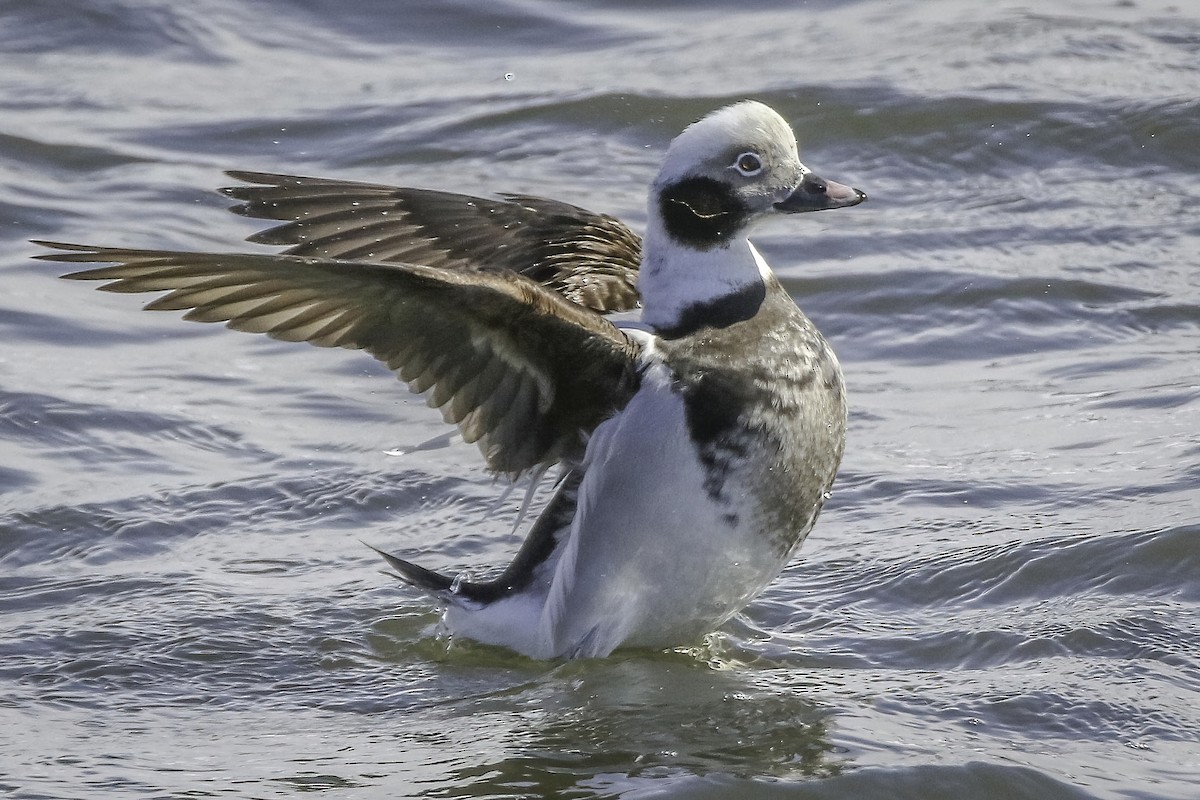 Long-tailed Duck - Chris Griffin