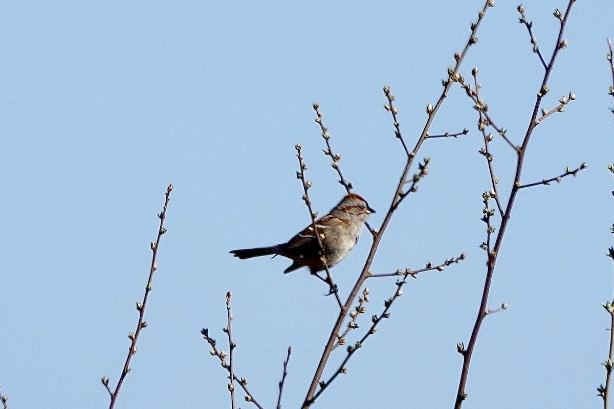 American Tree Sparrow - ML542439141