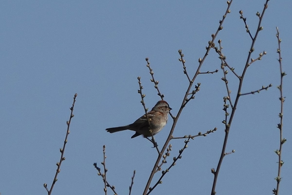 American Tree Sparrow - ML542439151