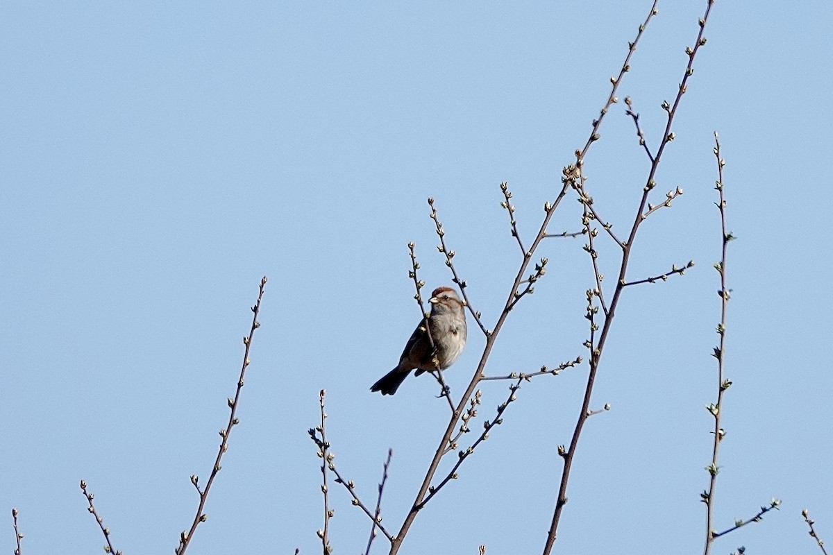 American Tree Sparrow - June McDaniels