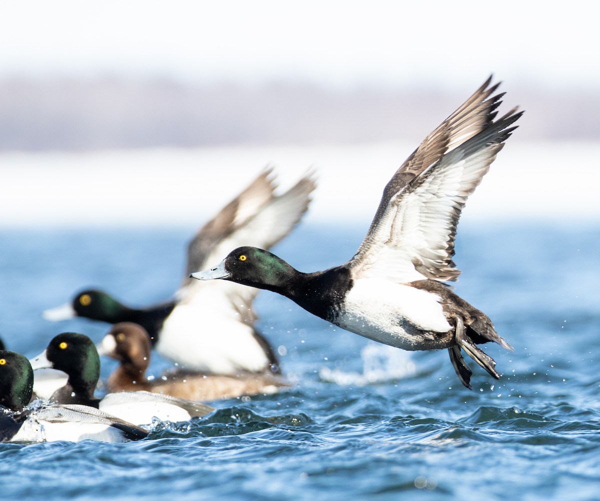 Greater Scaup - ML542446521