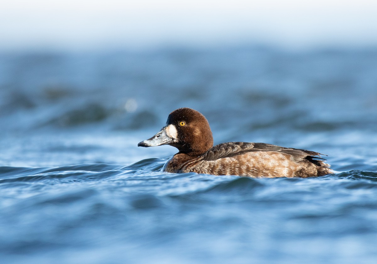 Greater Scaup - ML542446551