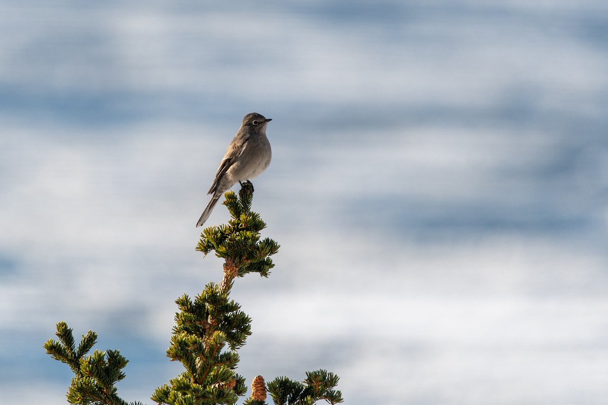 Townsend's Solitaire - ML542447391