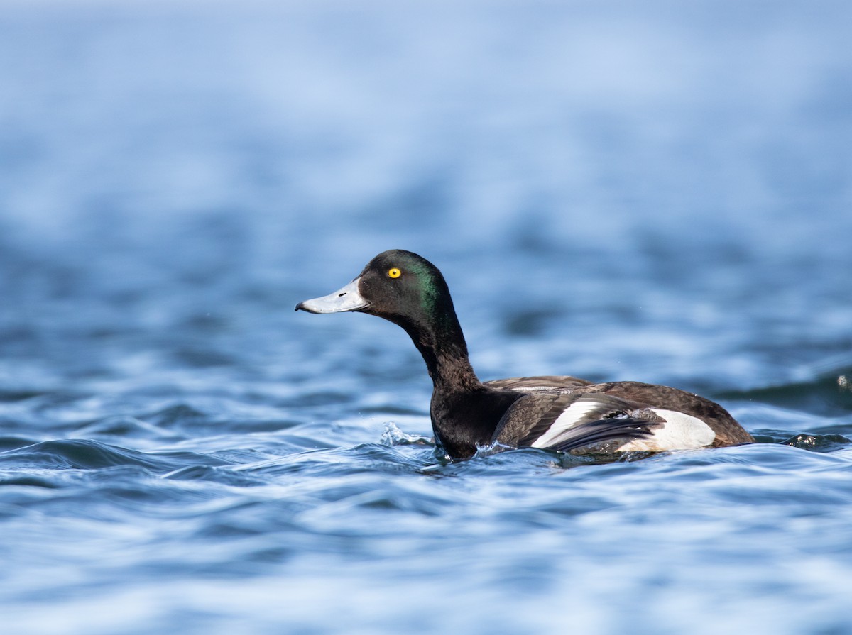 Greater Scaup - ML542450591