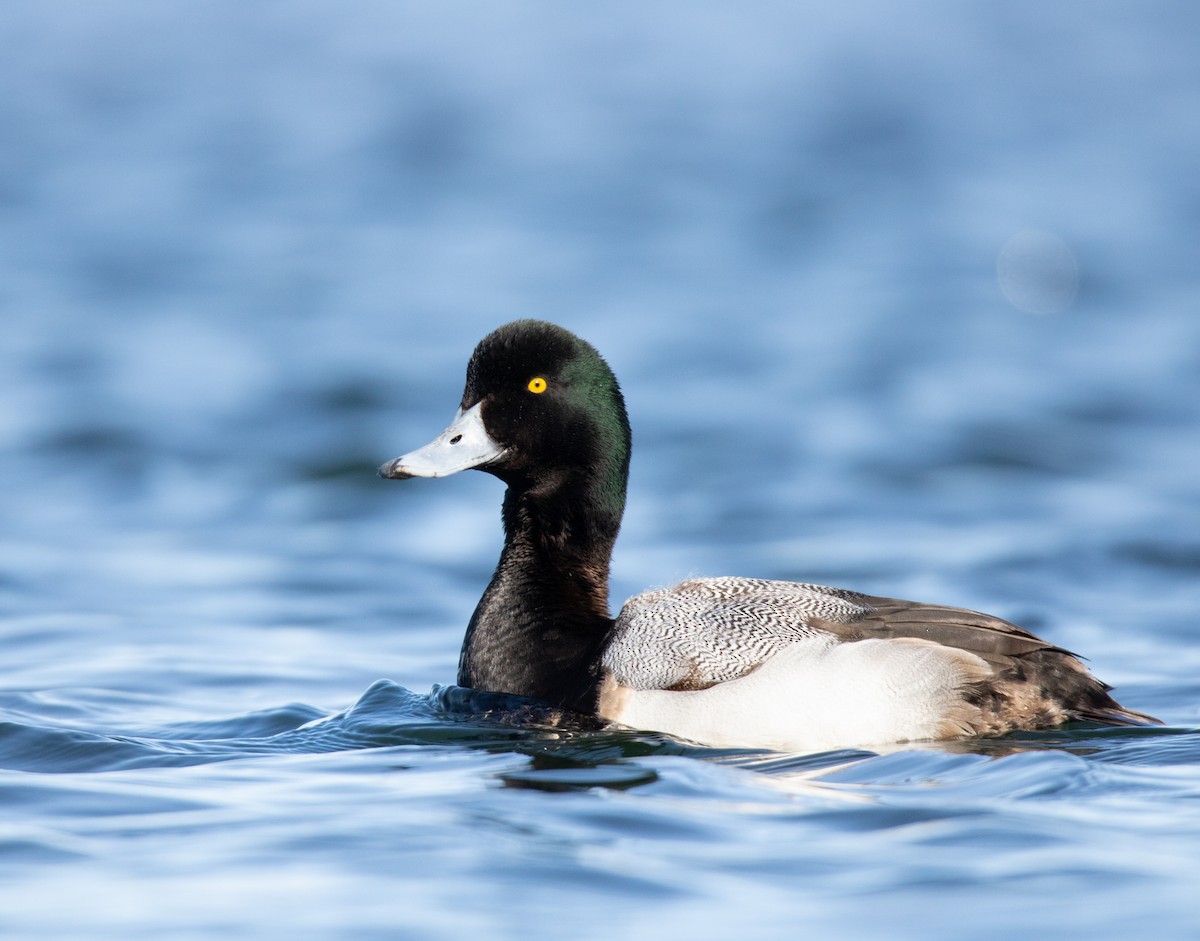 Greater Scaup - ML542450611