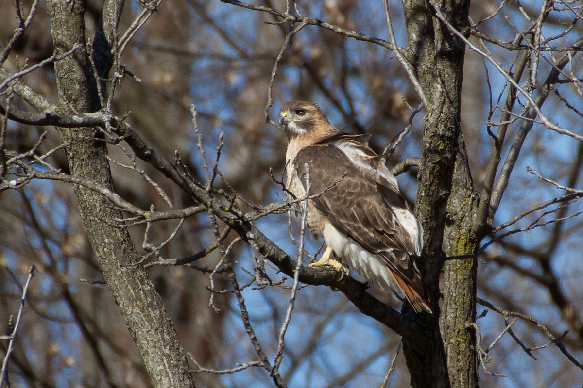 Red-tailed Hawk - ML542465801