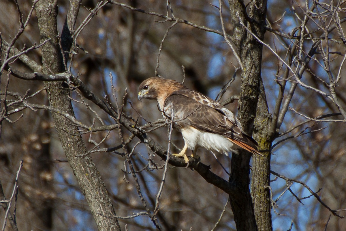 Red-tailed Hawk - ML542465811
