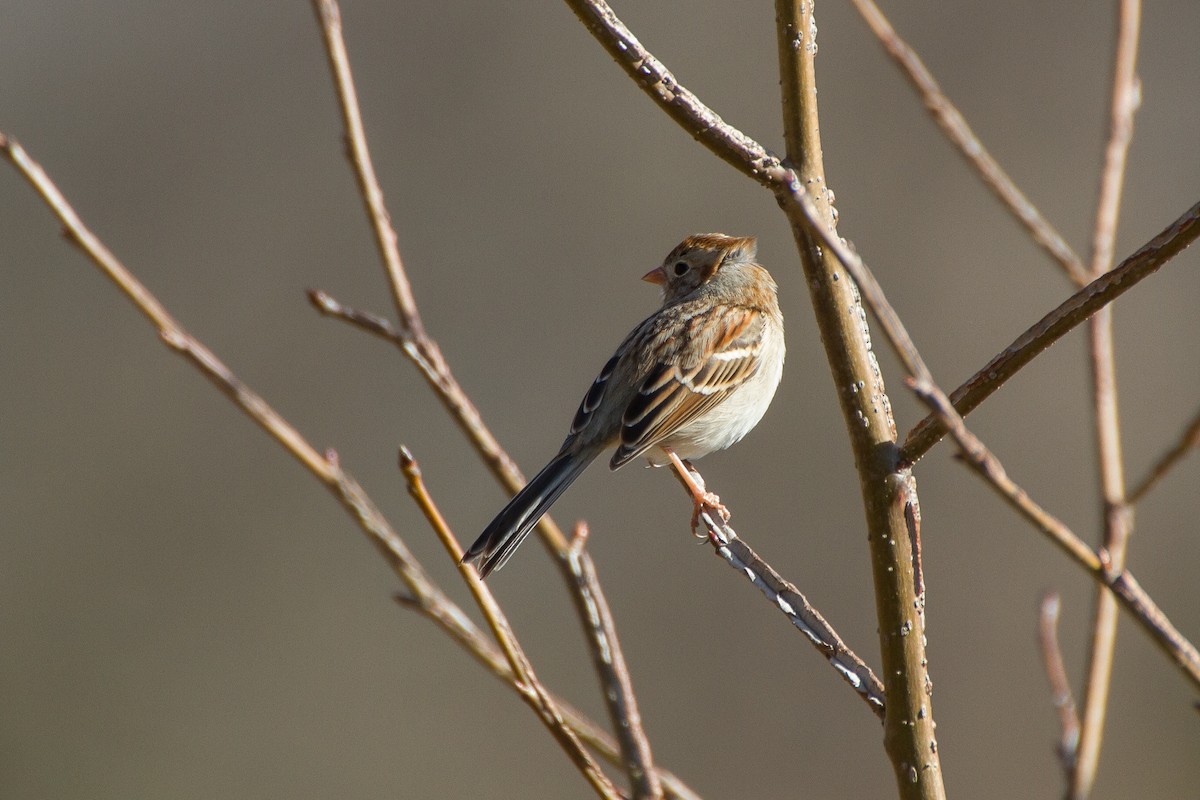 Field Sparrow - ML542466001
