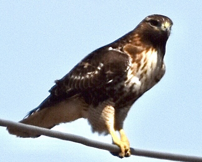 Red-tailed Hawk - ML542467381