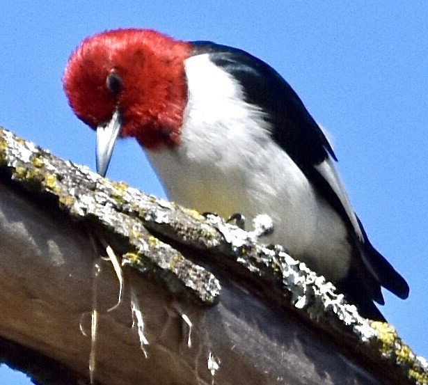 Red-headed Woodpecker - ML542467681