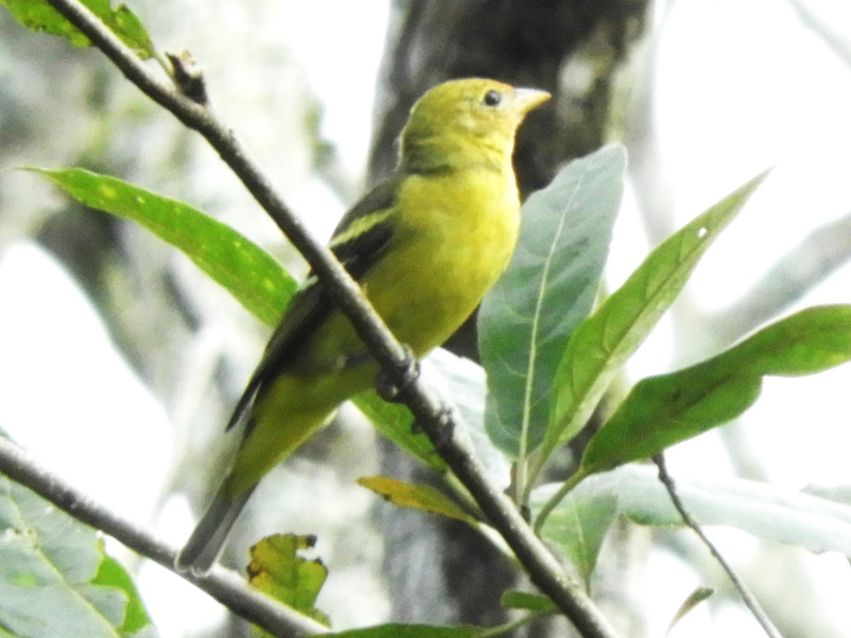 Western Tanager - ML542469471