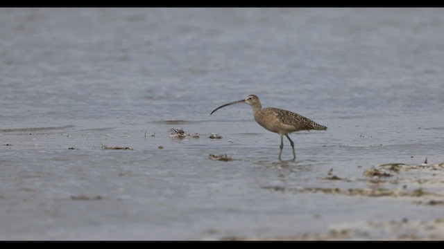 Long-billed Curlew - ML542470381