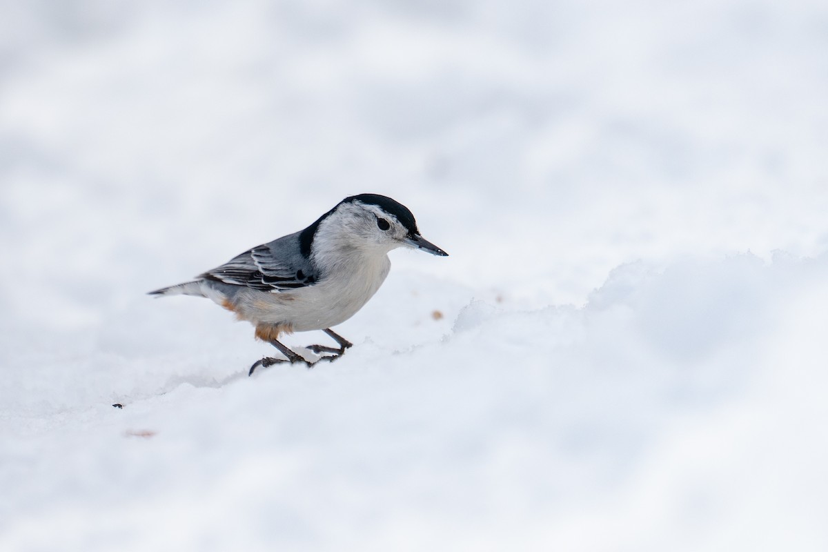 White-breasted Nuthatch - ML542470631