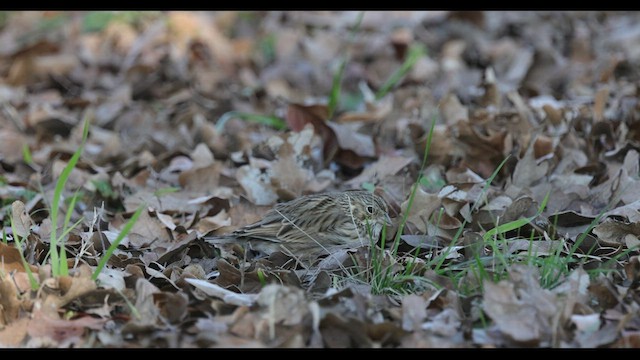 Vesper Sparrow - ML542473271