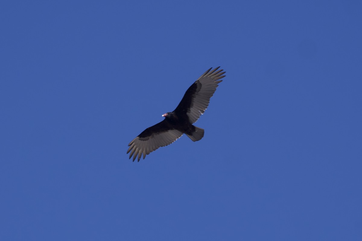 Turkey Vulture - ML542474751