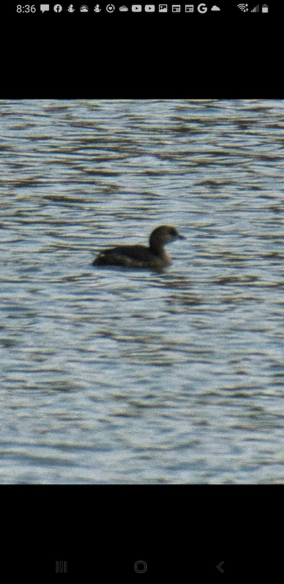 eBird Checklist 5 Mar 2023 2652 Summer Valley Road, New Ringgold