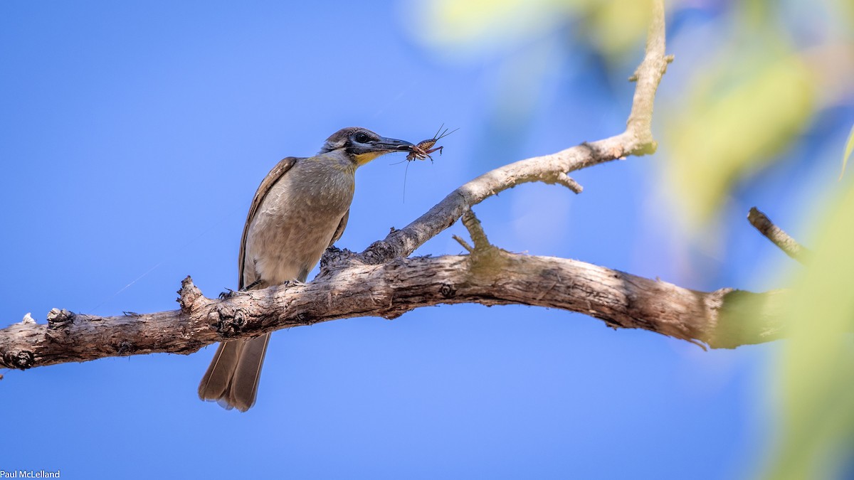 Little Friarbird - paul mclelland